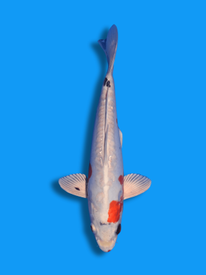 Beni Kikokuryu | Koi&Co.